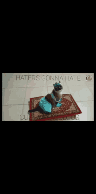 a cat wearing a blue dress is sitting on a rug with haters gonna hate written on the bottom