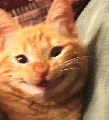 Grinning Cat Smiling Cat GIF