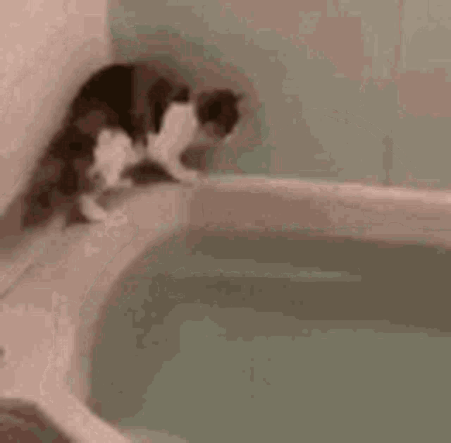 Cat Hesitation GIF - Cat Hesitation Bath GIFs