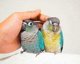 Birds Love GIF - Birds Love Cuddle GIFs