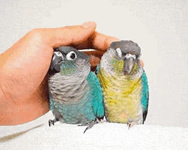 two small birds are being held by a hand