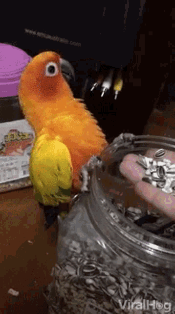 Bird Parrot GIF - Bird Parrot Seds GIFs