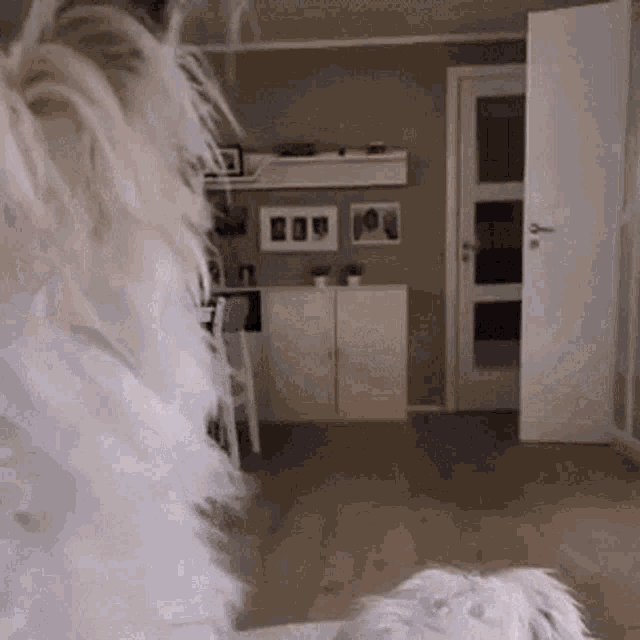 Komballist Curious GIF - Komballist Curious Dogs GIFs