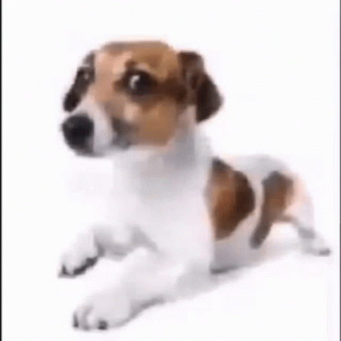 Balenciagaval Dog GIF - Balenciagaval Dog Edit GIFs