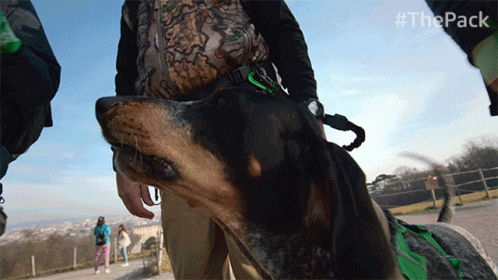 Barking The Pack GIF - Barking The Pack Mad GIFs