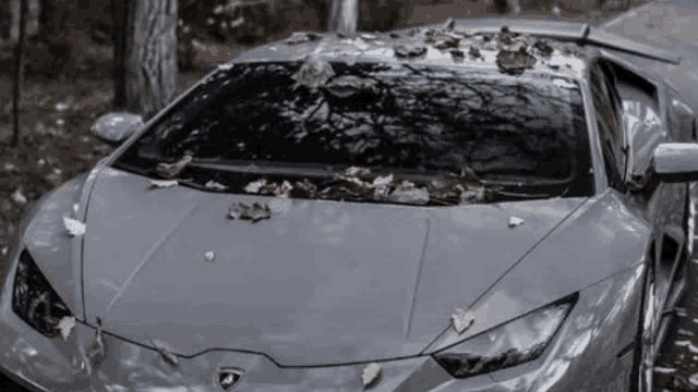 a gray lamborghini with leaves on the windshield and hood .