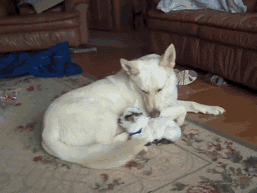 Dog And Baby Goat GIF - Goat Dog Lick GIFs