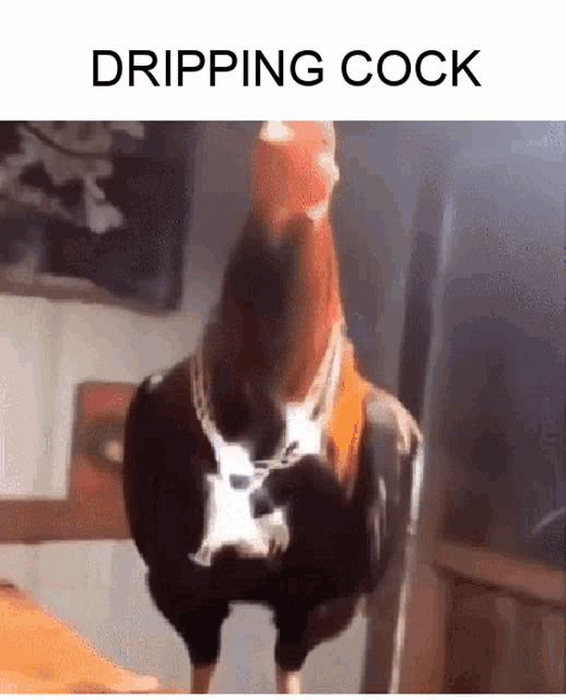 a rooster wearing a chain around its neck is standing on a table .