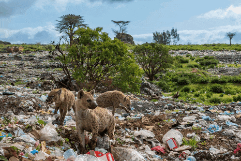 three hyenas are standing in a pile of trash