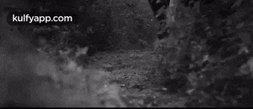 a black and white photo of a person walking on a path in the woods .