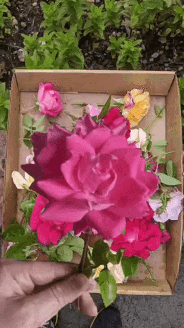 Red Roses Animated GIF - Red Roses Animated Satisfying GIFs