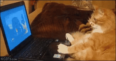Funny Animals Working GIF - Funny Animals Working Cats GIFs