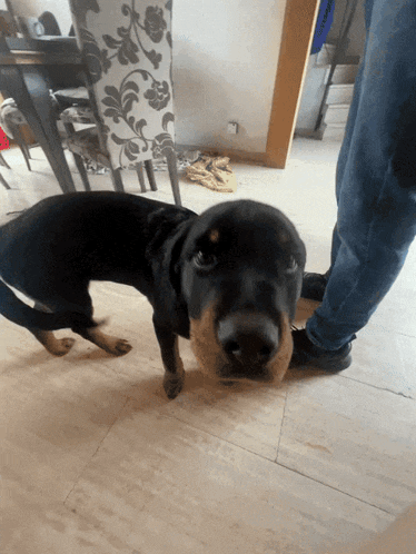 a black and brown dog standing next to a person 's legs