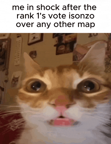 a close up of a cat with the caption me in shock after the rank 1 's vote isonzo over any other map written below it