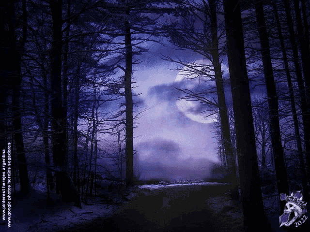 a picture of a dark forest with a full moon