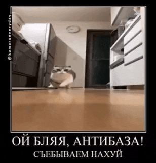 a cat is standing on a wooden floor in a kitchen .