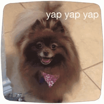 a pomeranian dog wearing a pink bandana with the words yap yap yap written on it