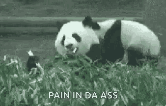a panda bear is laying in the grass with the words `` pain in da ass '' .