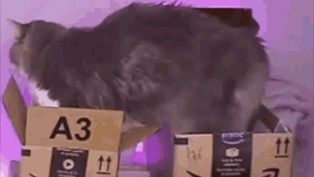 Alinity Cat GIF - Alinity Cat Box GIFs