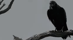 Crow GIF - Crow GIFs