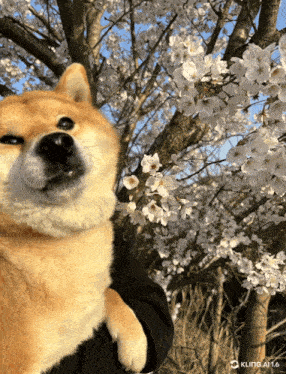 a dog is being held by a person in front of a tree with flowers