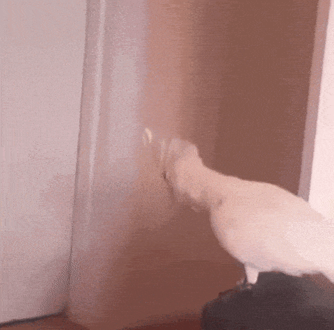 a white cockatoo is standing in a room holding a stick .