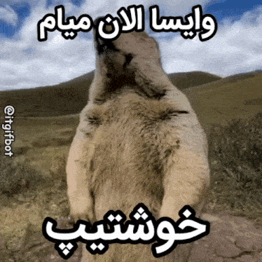 a picture of a dog with a caption in arabic
