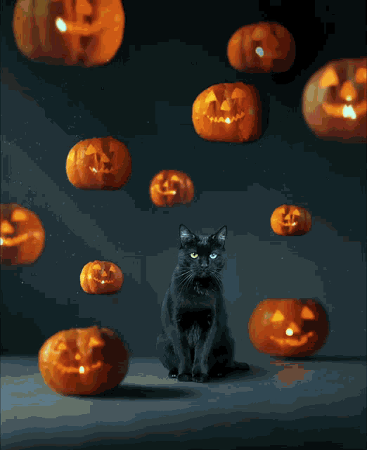 Cat Happy Halloween GIF - Cat Happy Halloween Pumpkin GIFs