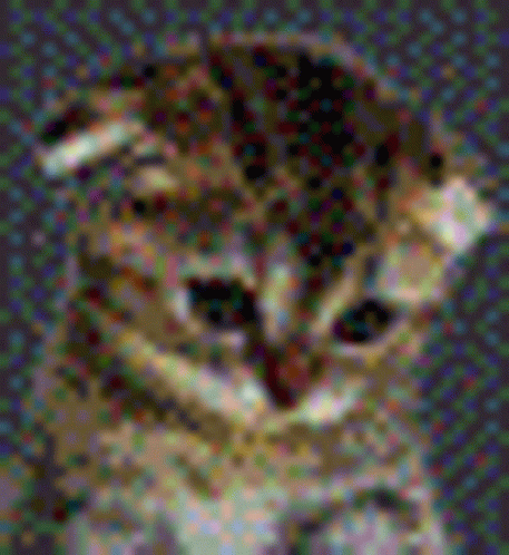 Cute Kitten Bloopy GIF - Cute Kitten Bloopy Cute GIFs