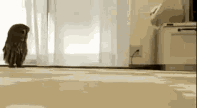 an owl is standing on a carpet in a living room .