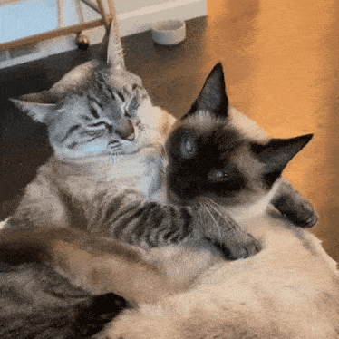 Cuddle Love GIF - Cuddle Love Cats GIFs