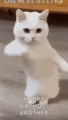 a white cat is standing on its hind legs and giving the middle finger .