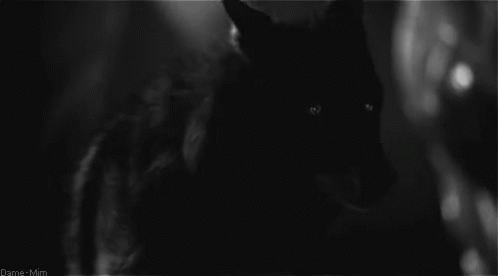 Wolf Black GIF - Wolf Black Blackwolf GIFs