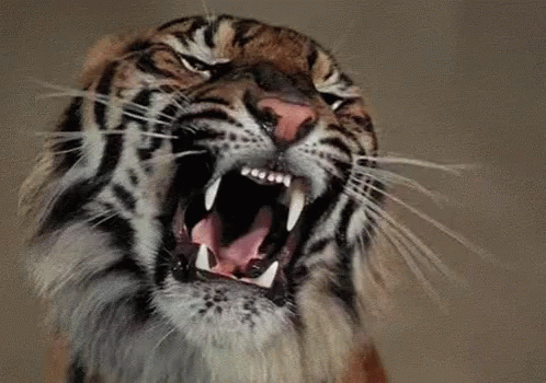 Beast Rawr GIF - Beast Rawr Tiger GIFs