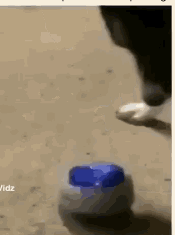 Nut Dog GIF - Nut Dog Button GIFs