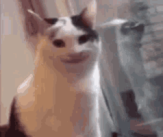 a black and white cat is sitting in front of a window and looking at the camera .
