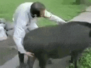 a man in a white coat is standing next to a black horse .