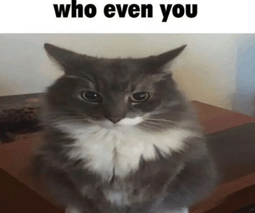 Question Feline GIF - Question Feline Silly - Discover & Share GIFs
