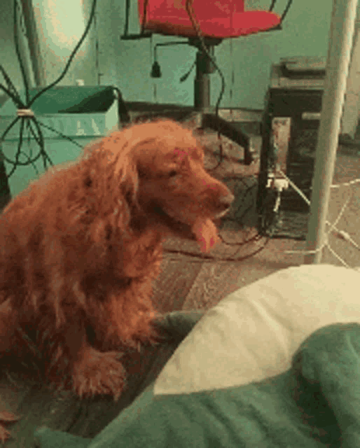 a cocker spaniel sitting on the floor with its tongue out