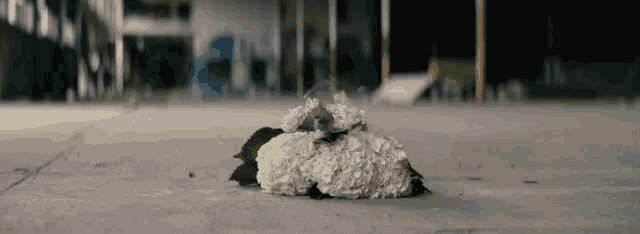 a bunch of white flowers laying on a concrete surface