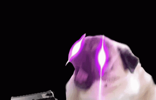 a person is holding a gun in front of a pug dog