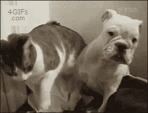 Fu Cat GIF - Fu Cat Dog GIFs