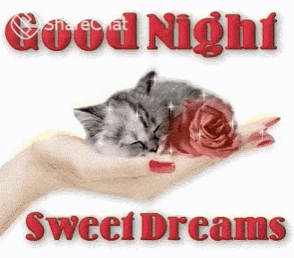 a hand holding a kitten and a rose with the words good night sweet dreams above it