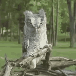 an owl is sitting on a tree branch in the woods looking at the camera .