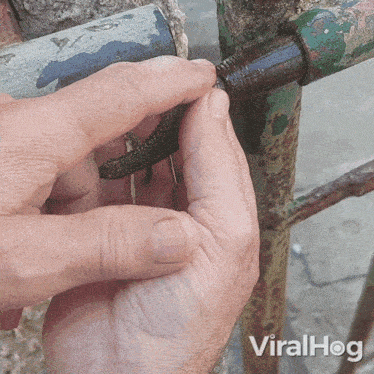 a close up of a person holding a lizard with viralhog written on the bottom of the image