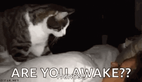 a cat is sitting on top of a person 's head in bed .