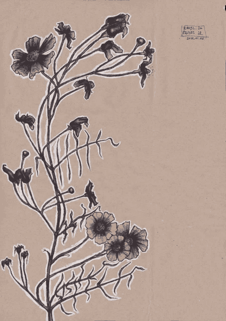 a drawing of flowers on a piece of paper that says ' emanuel ' on it