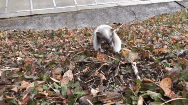 a small squirrel is playing in the leaves on the ground