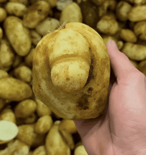 a person is holding a potato with a strange shape