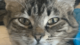 a close up of a cat 's face with green eyes looking at the camera .